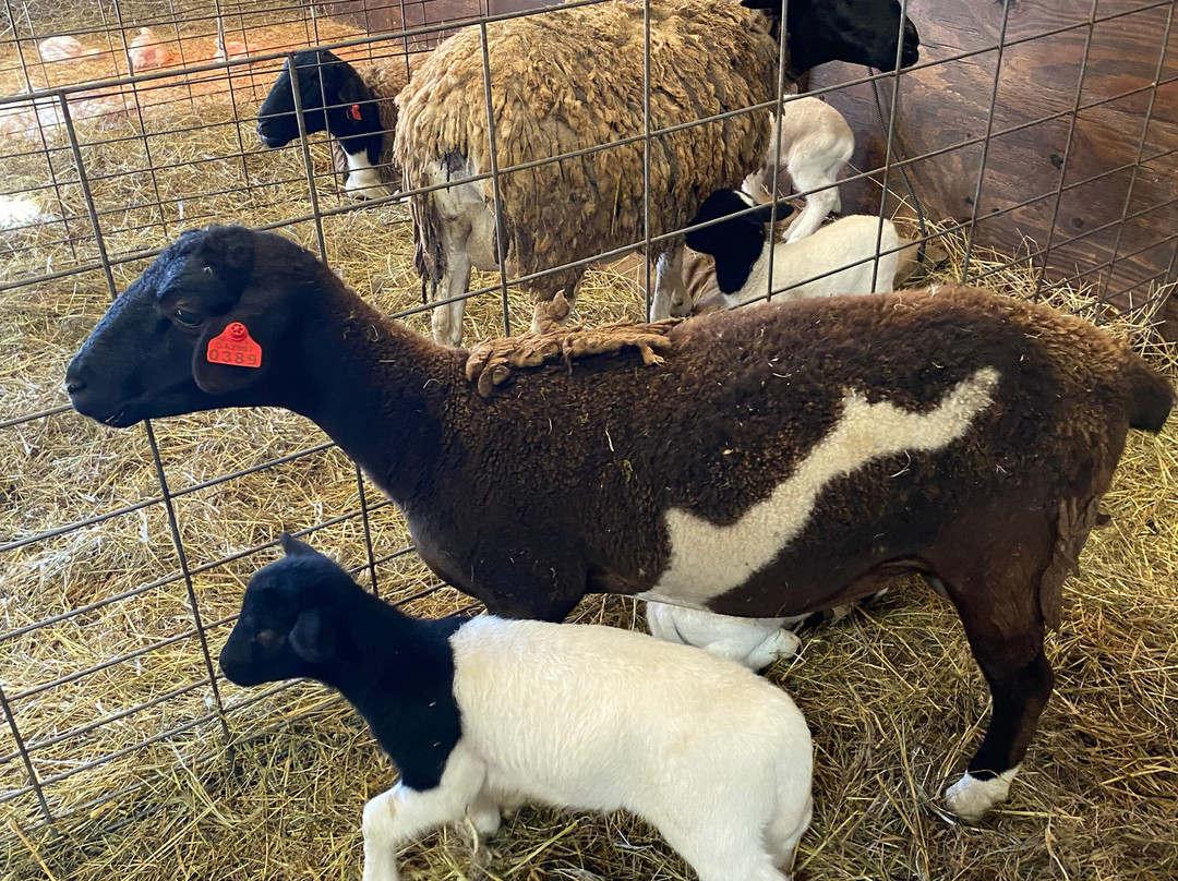 Cress Creeks Farm And Corn Maze-Ellijay必去景点