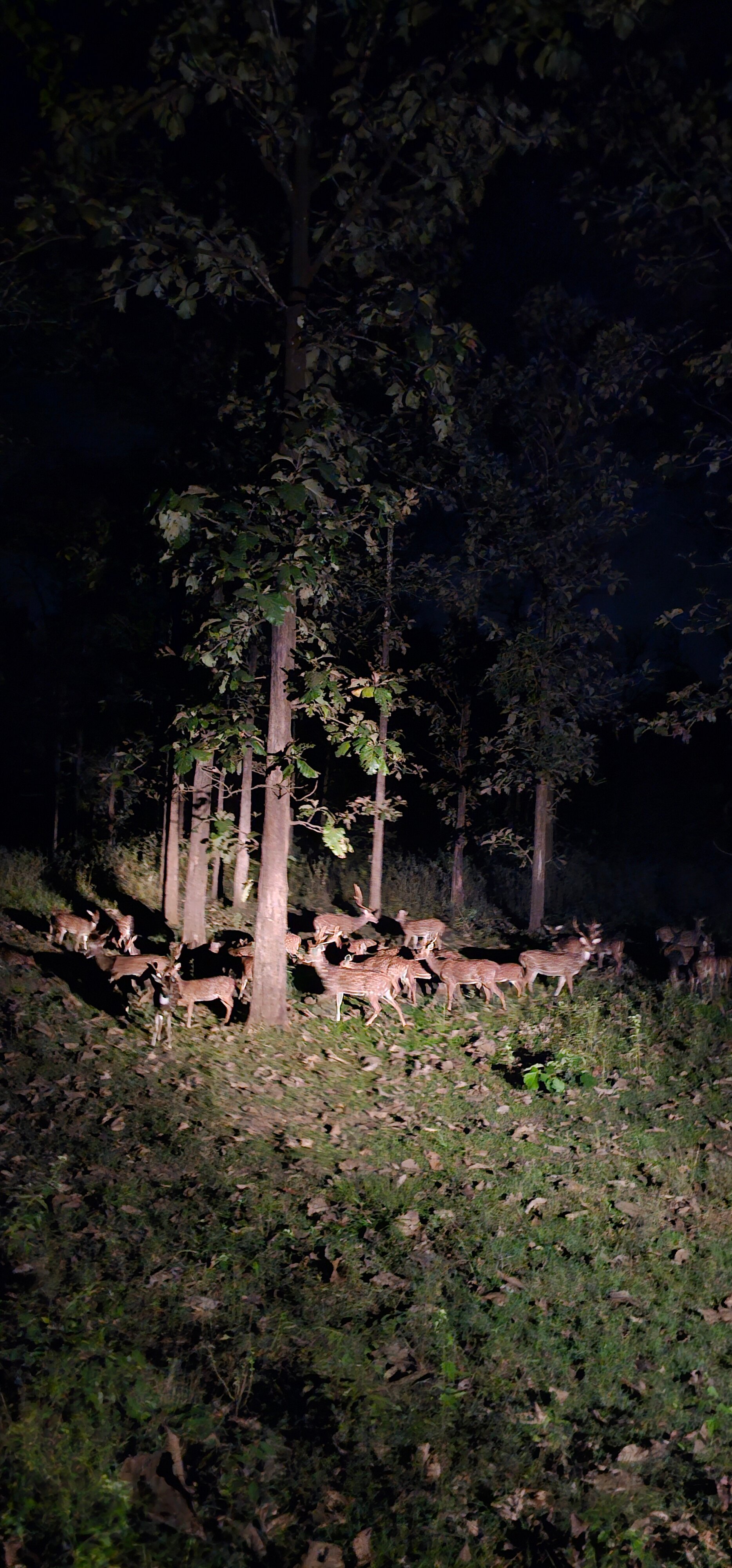 Mystery Maze Resort and Spa-官方