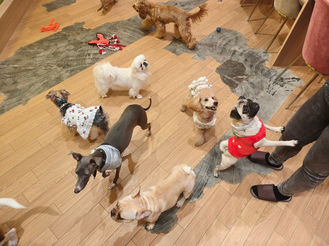 いぬカフェRIO 浅草店