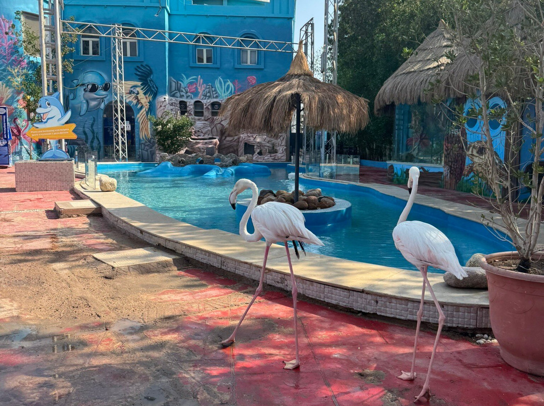 Dolphina Park-沙姆沙伊赫必去景点