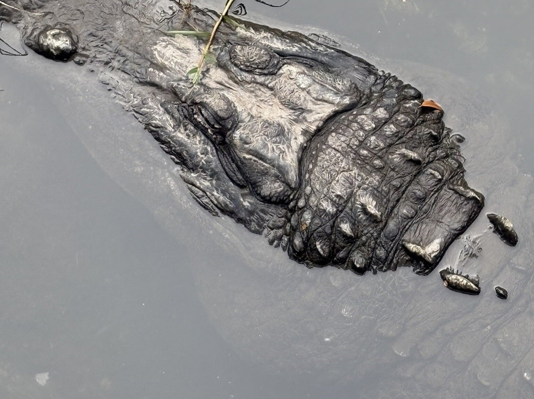 St. Augustine Alligator Farm Zoological Park-圣奥古斯丁必去景点
