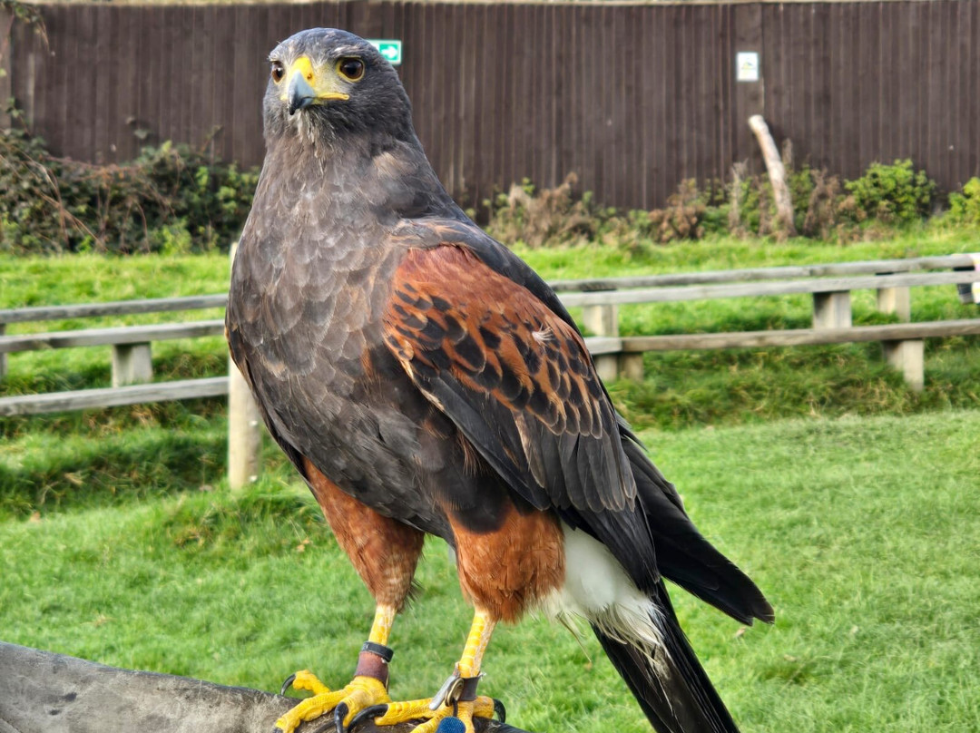 UK Owl And Raptor Centre-Groombridge必去景点