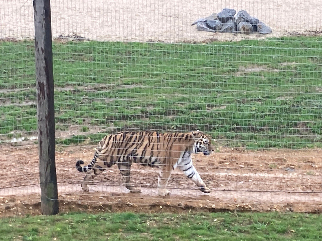 Jimmy's Farm & Wildlife Park-伊普斯威奇必去景点