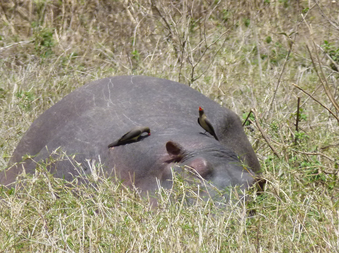 Caracal Tours & Safaris-莫西必去景点