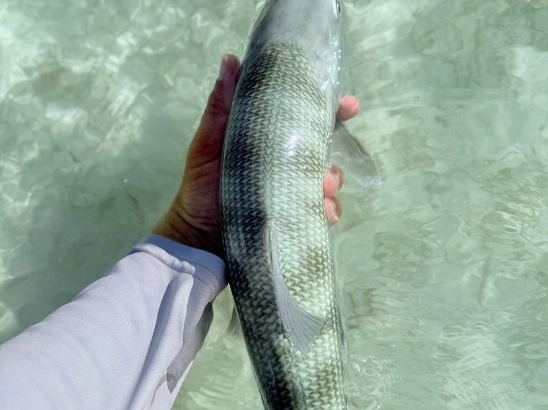 Flyin' High Charters-Big Pine Key必去景点