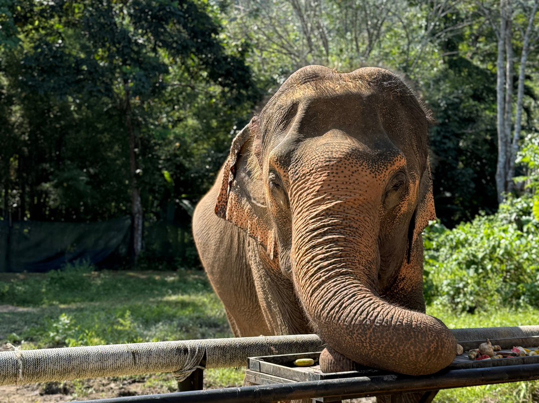 Phuket Elephant Nature Reserve-他朗必去景点