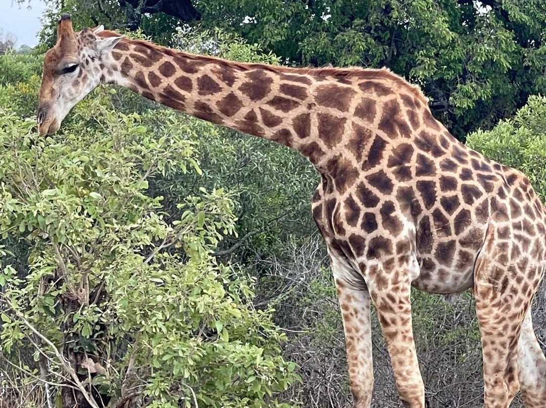 Loisico Tours and Excursions-Bloubergstrand必去景点