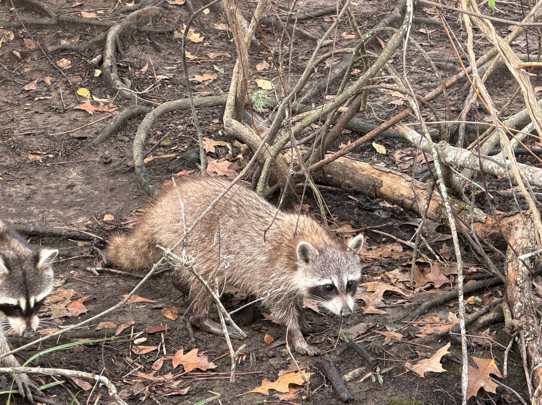 Cajun Pride Swamp Tours-LaPlace必去景点
