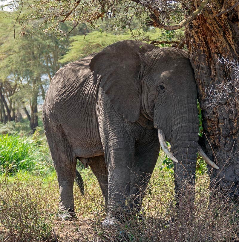 Leopard Tours Limited-阿鲁沙必去景点