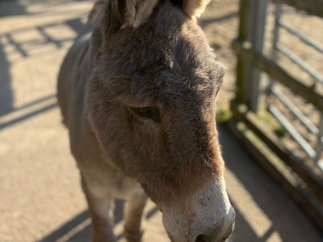Hayling Island Donkey Sanctuary-海灵岛必去景点