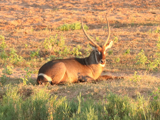 Kimburi Tours-德班必去景点