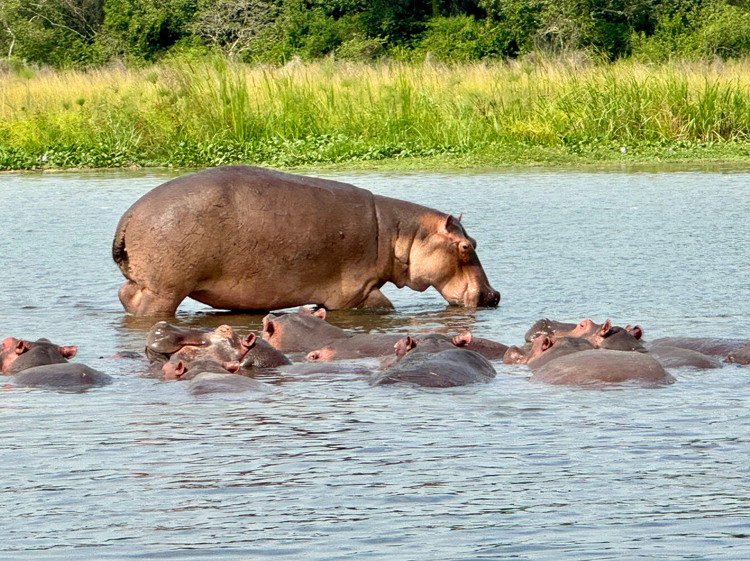 Nkuringo Safaris-布恩迪难以穿越的国家公园必去景点