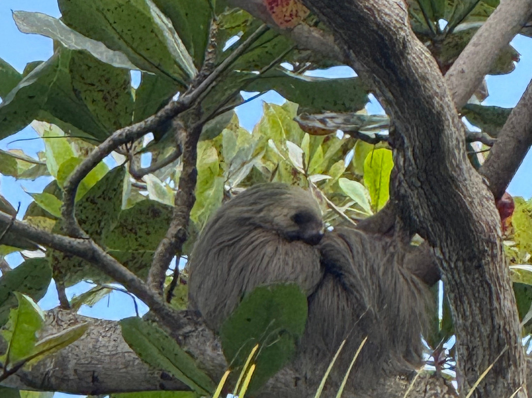 The Biologist from Cahuita-卡维塔必去景点