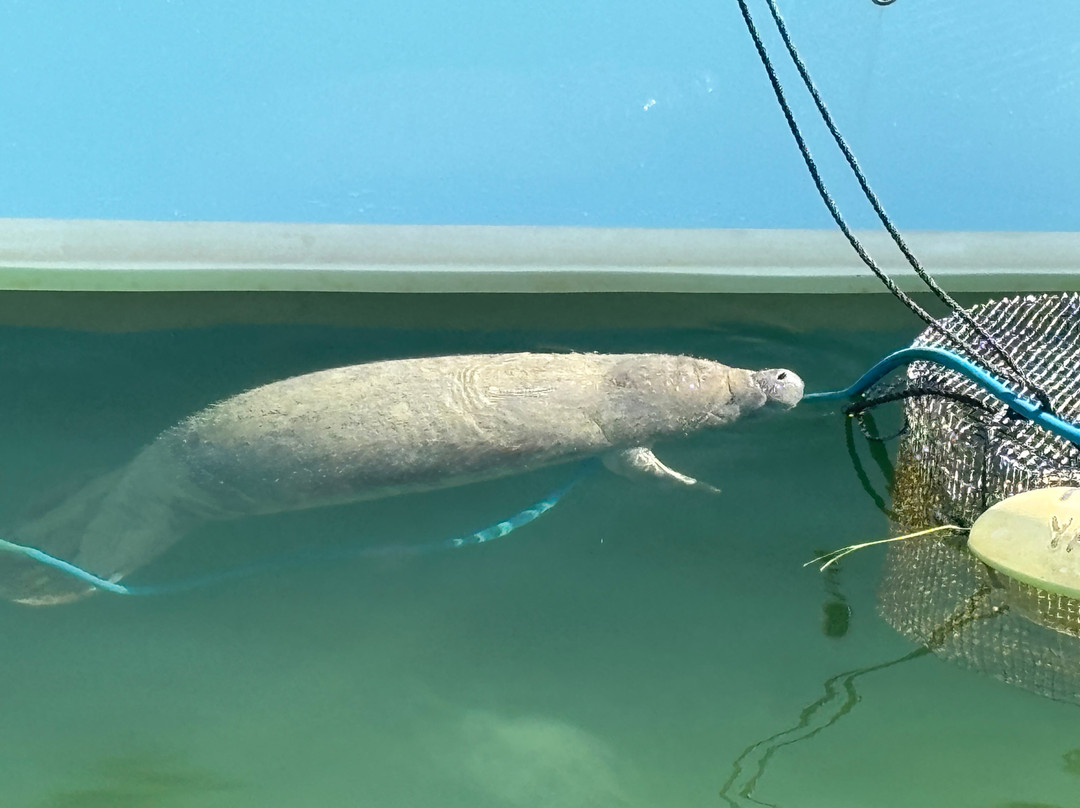 Islander Girl Snorkel &Tours-Tavernier必去景点