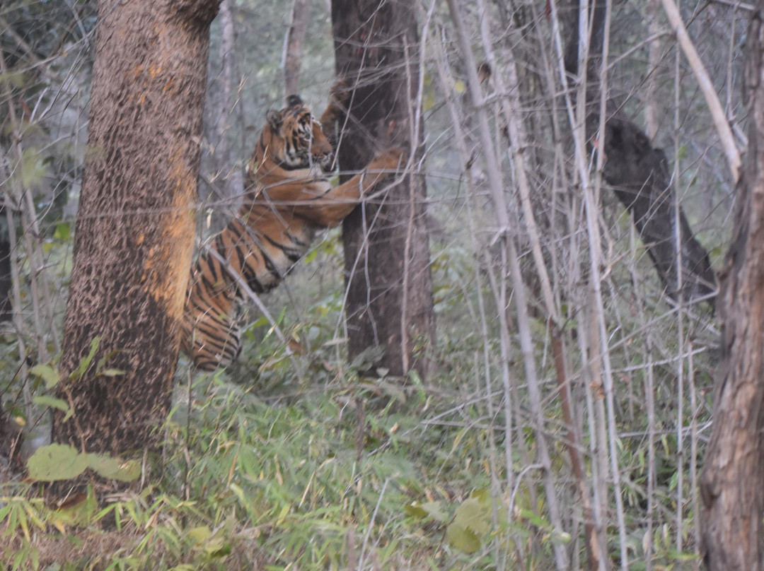 Tathastu Tadoba主图