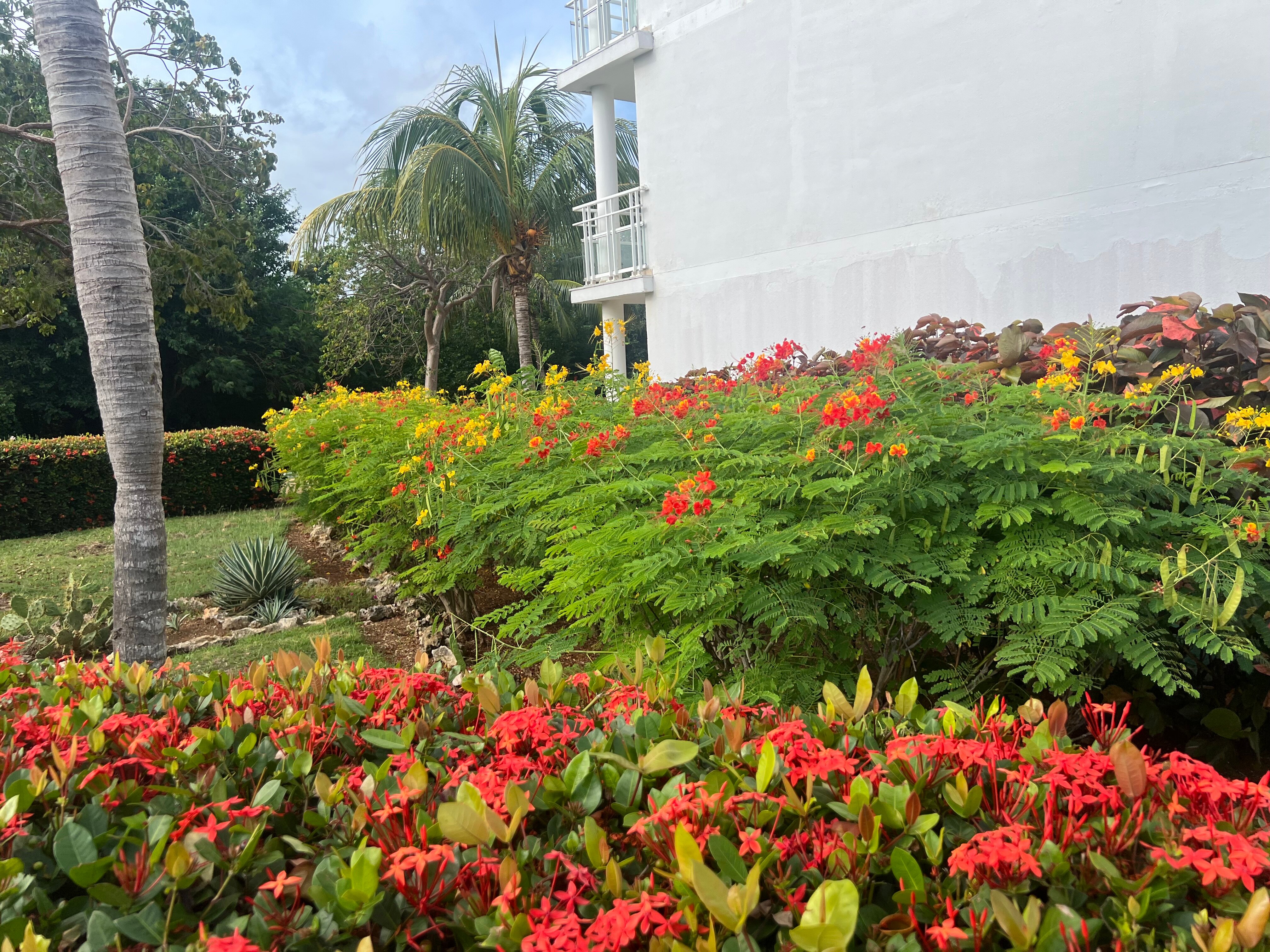 Valentin Perla Blanca-官方