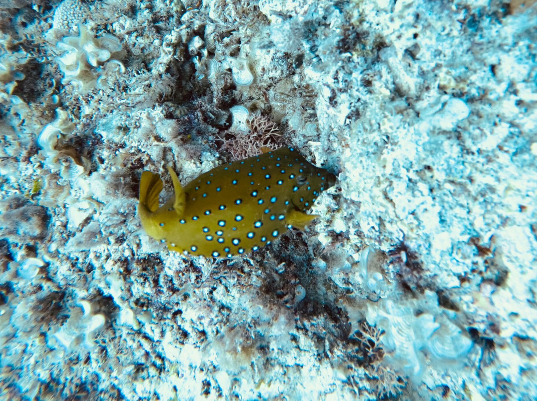 Emperator Diving Center-大湾必去景点