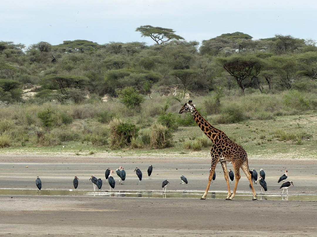 Meru Slopes Tours & Safaris-阿鲁沙必去景点