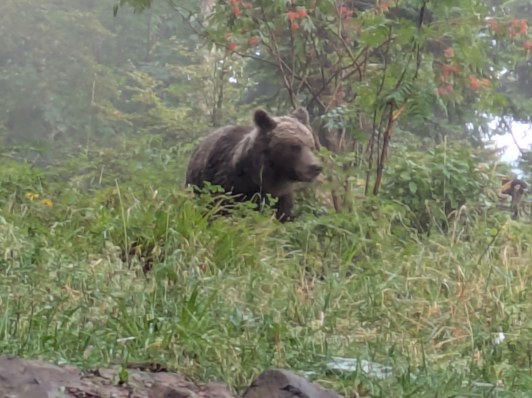 CROmedo-bearwatching-Cabar必去景点