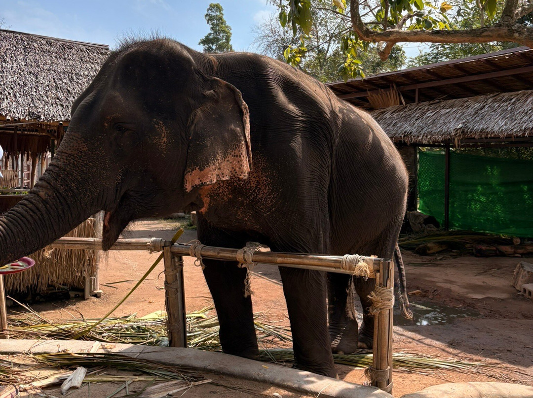 I Love Elephant Samui-Na Mueang必去景点