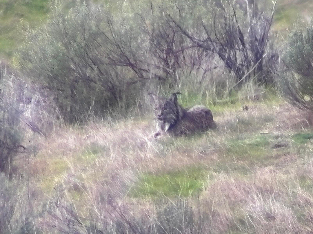Birds&Lynx Ecotourism-La Carolina必去景点