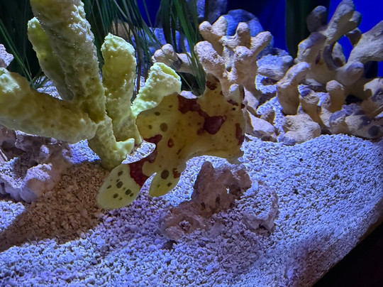 Aquarium At The Boardwalk-布兰森必去景点