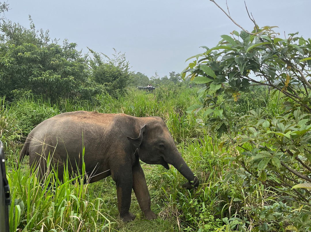 Minneriya jeep safari With Sujee-锡吉里亚必去景点