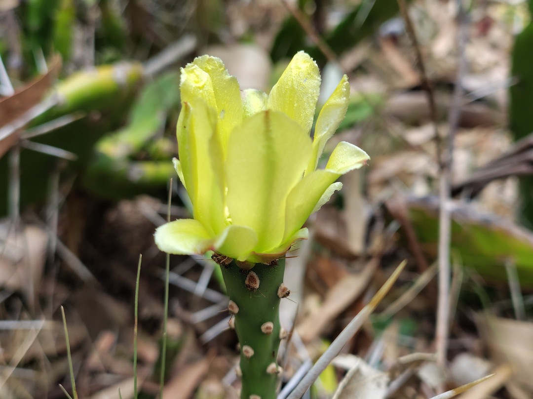 Arboretum Lussich-埃斯特角城必去景点