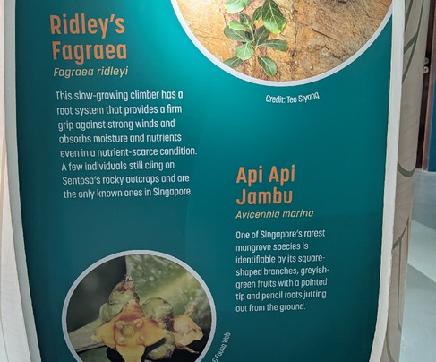 下畅游圣淘沙自然探索中心-圣淘沙岛必去景点