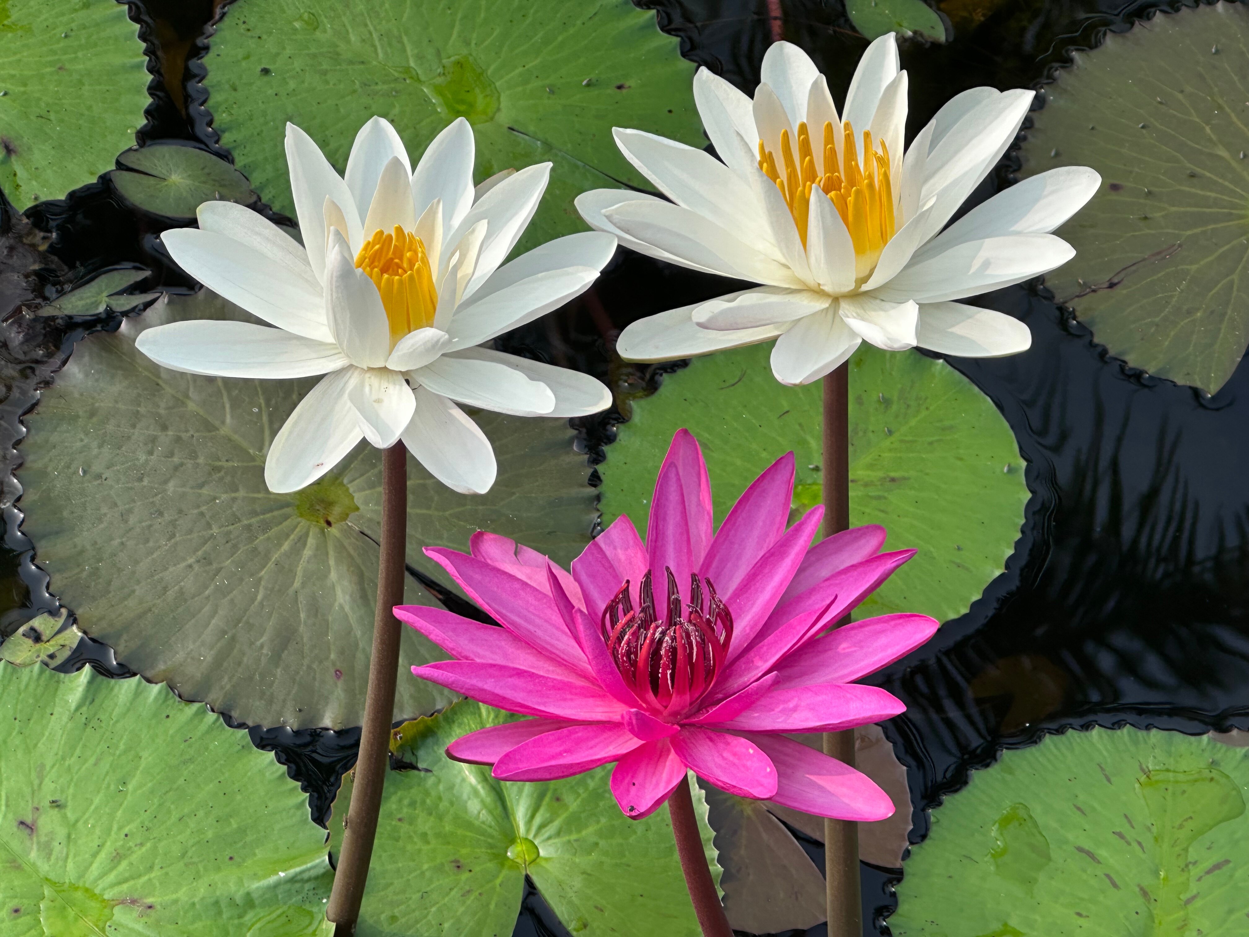 The Dune Eco Village And Spa-官方