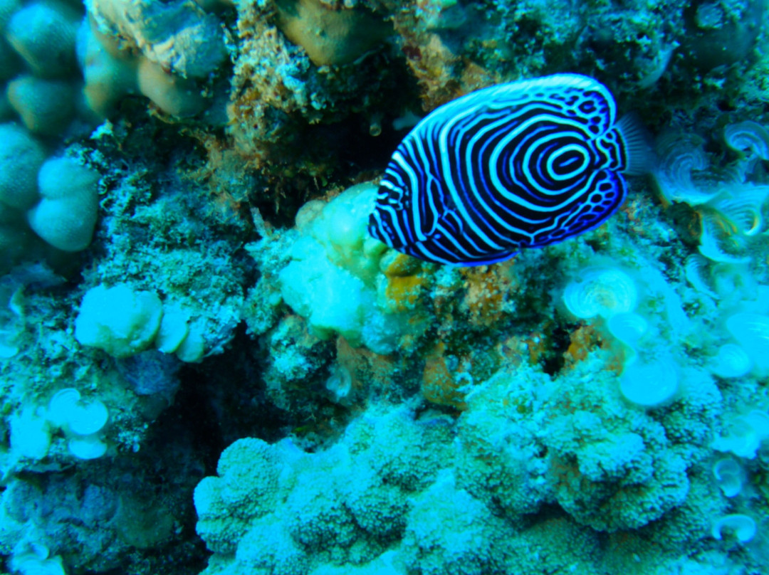 Dodo Divers Mauritius-卡罗迪勒必去景点