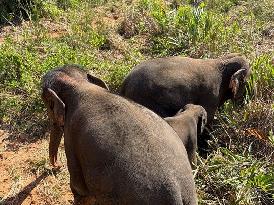 Following Giants - Krabi-Khlong Hin必去景点