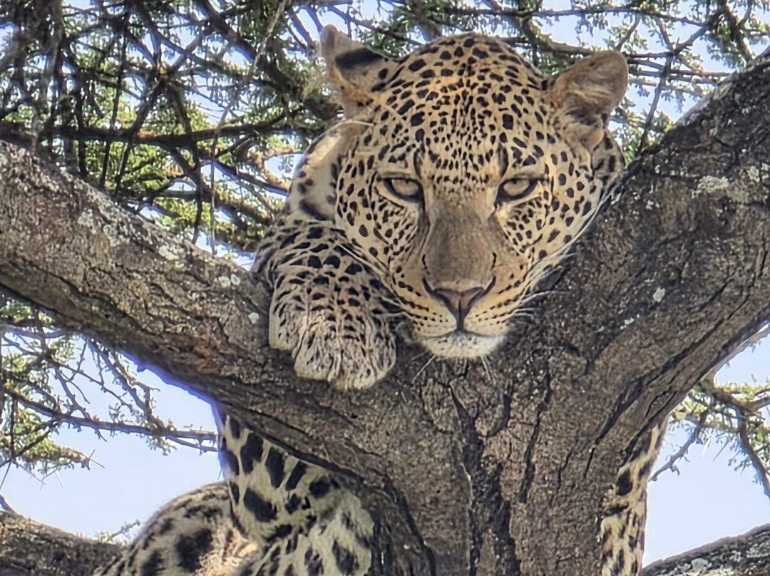易捷旅游-一日游-阿鲁沙必去景点