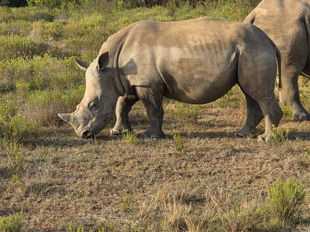 Schotia Safaris Private Game Reserve主图