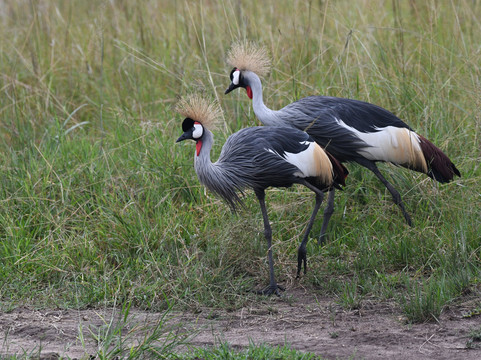 Kikooko Africa Safaris-恩德培必去景点