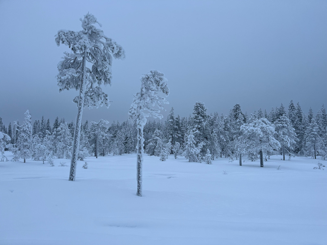 Aavasaksa Adventures-Ylitornio必去景点