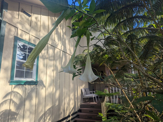 竹玉兰村庄旅社主图