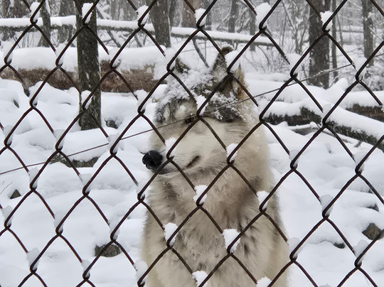 Lakota Wolf Preserve-Columbia必去景点