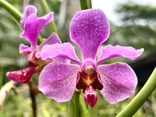 巨人的沉睡花园-纳迪市必去景点