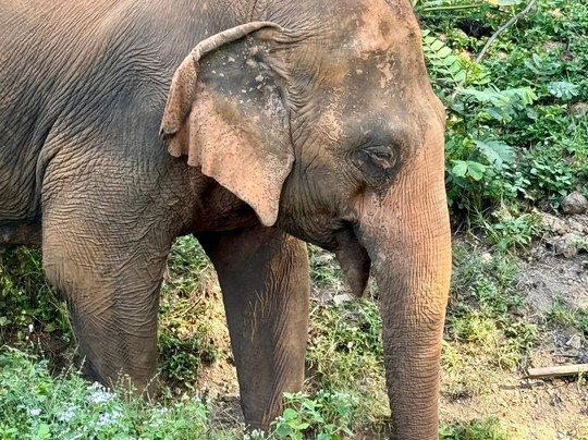 大象生态公园-清迈必去景点