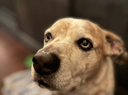 The Inn South Stainley主图