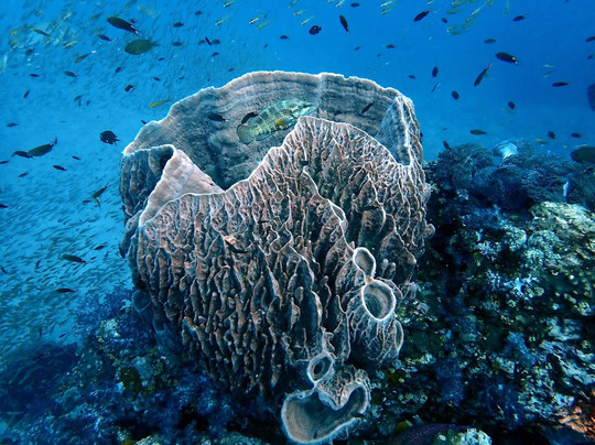 Wetzone Divers-拉克山必去景点