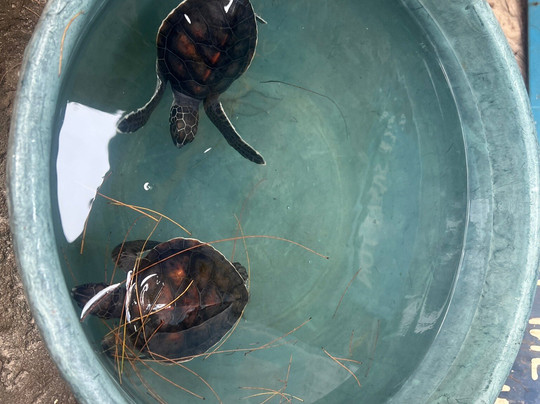 Nungwi Mnarani Aquarium-孥归必去景点