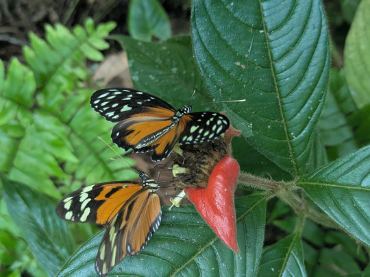 Royal Butterflies-哈科必去景点