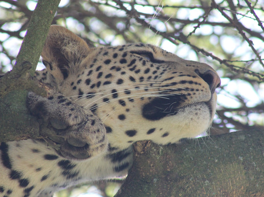 Nyssa Balloon Safaris-Seronera必去景点