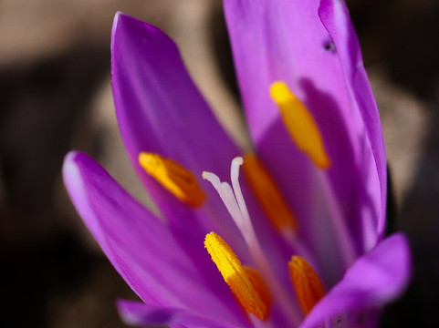 Les Follatères-Fully必去景点