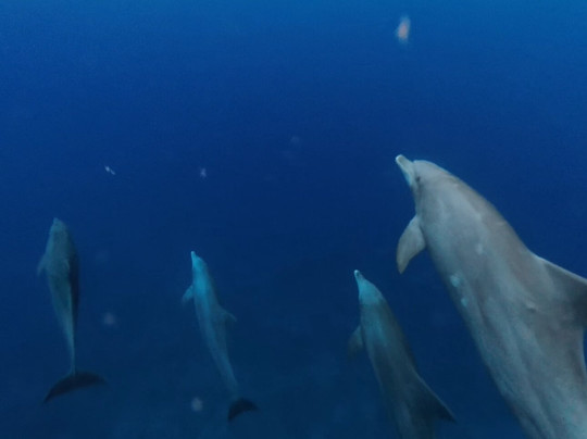 Dolphin-Dream-贝尔欧布莱必去景点