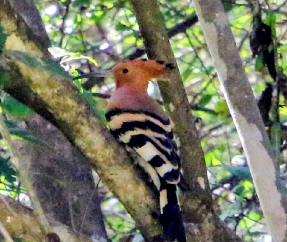 Travel With Asanka-康提必去景点