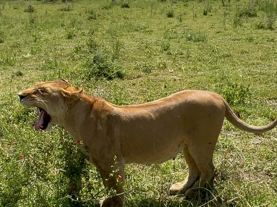 Monkey Adventures-莫西必去景点