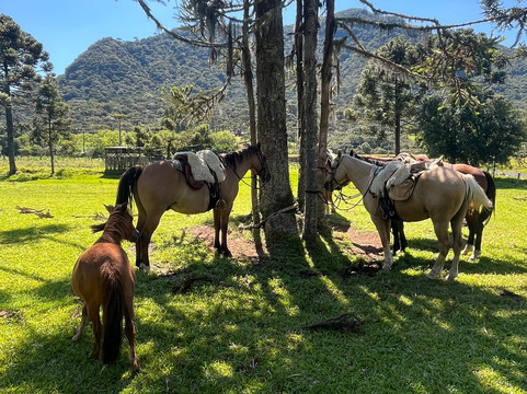 Fruta Fina Orgânicos-Urubici必去景点